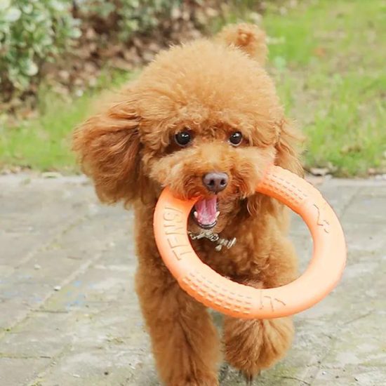 Reedog anillo de entrenamiento para perros naranja