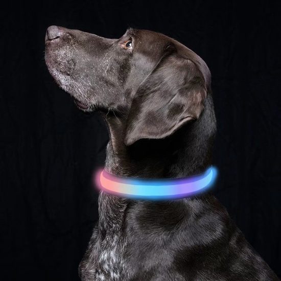 Collar luminoso USB Reedog Flash para perros pequeños, medianos y grandes