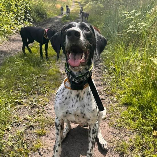 Collar de entrenamiento para perros d-control edge - receptor IZV
