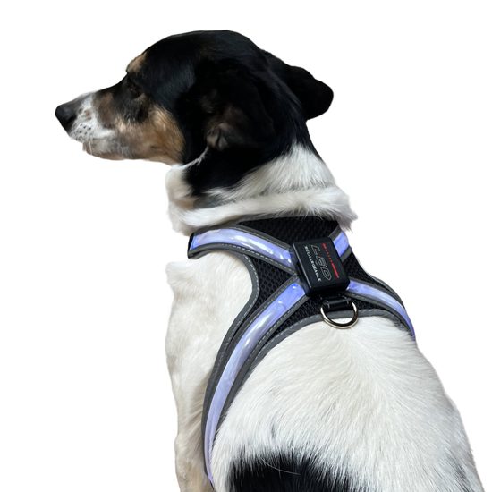 Reedog Leuchtgeschirre für große Hunde