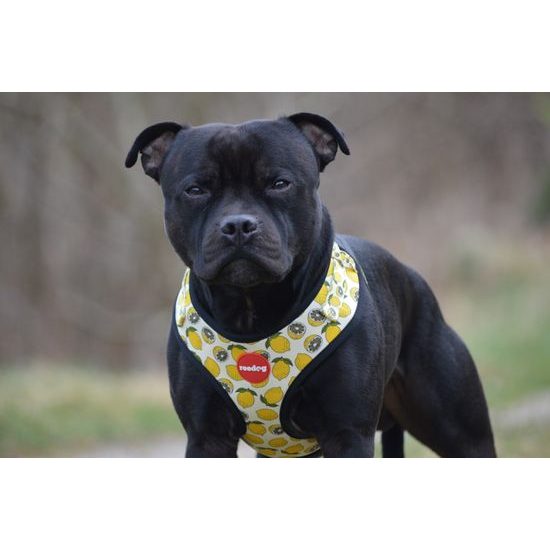 Postroj Reedog LEMON