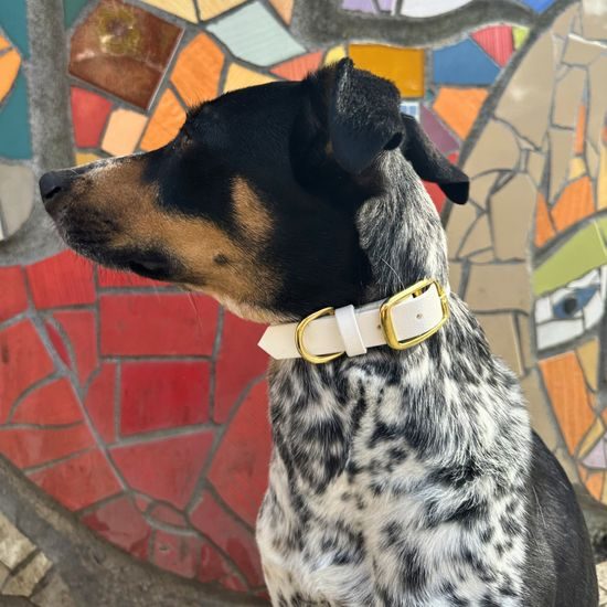 Reedog obojek bílý Biothane