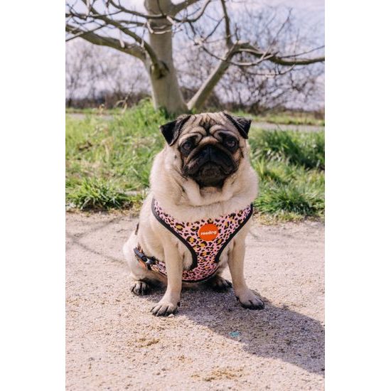 Kutyahám Reedog LEO PINK