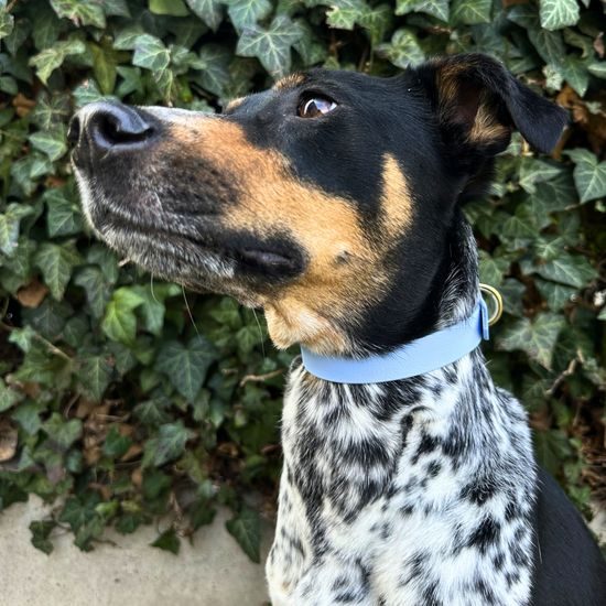 Reedog obojek nebesky modrý Biothane