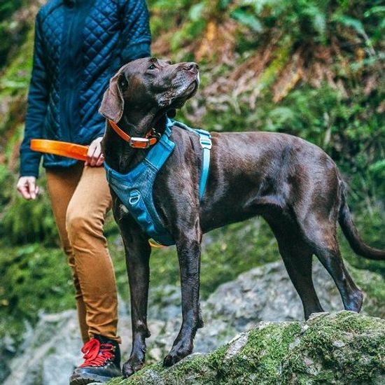 Kurgo Journey Air Dog Harness