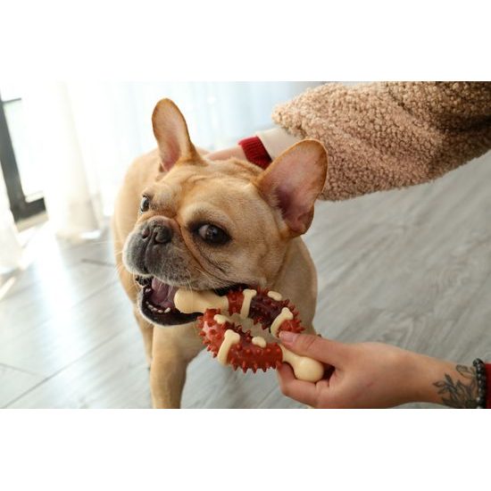 Reedog Bone, dental toy for dogs