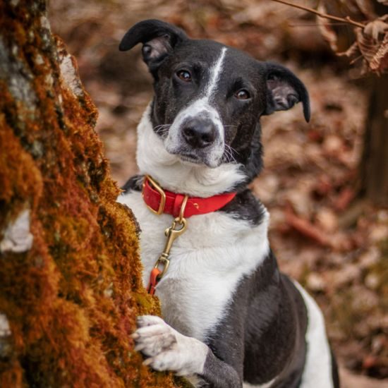 Reedog Halsband rot Biothane