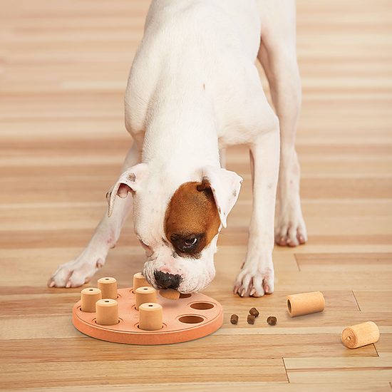 Smart Orange composite puzzle for treats