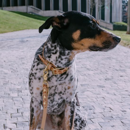 Reedog collar Cacas BioThane