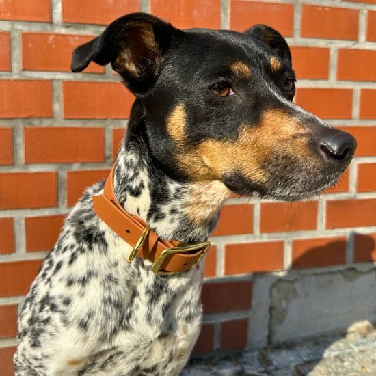 Reedog obojek světle hnědý Biothane