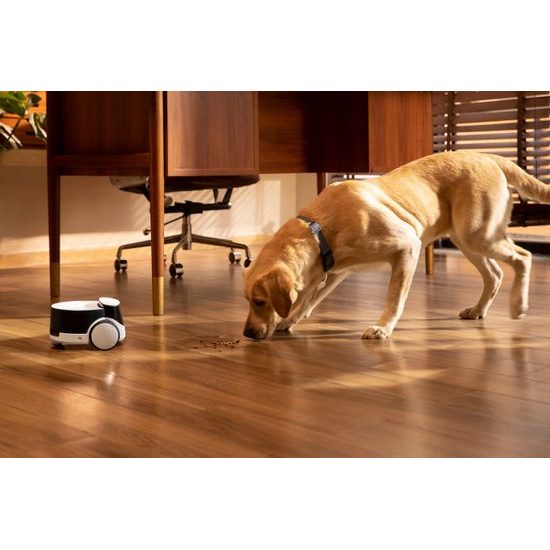 ROLA PetPal smart companion with AI
