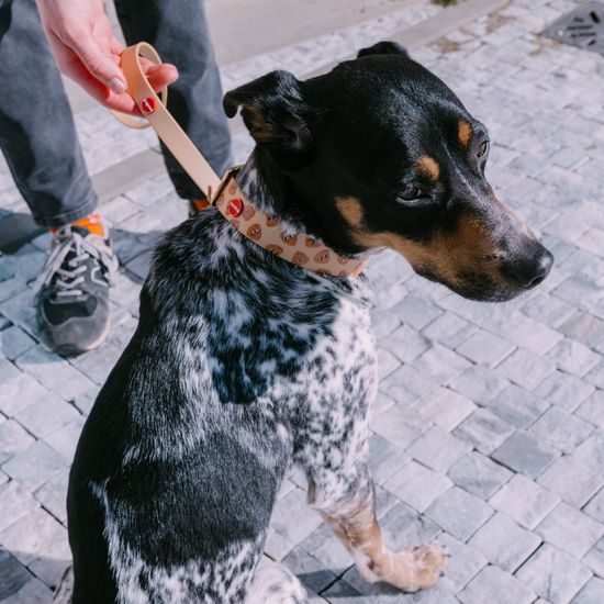 Reedog zestaw spacerowy kupki Biothane OBROŻA + SMYCZ