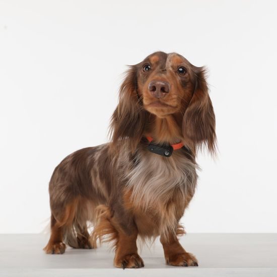 Tickless Mini dog ultrazvukový odpudzovač kliešťov a blech