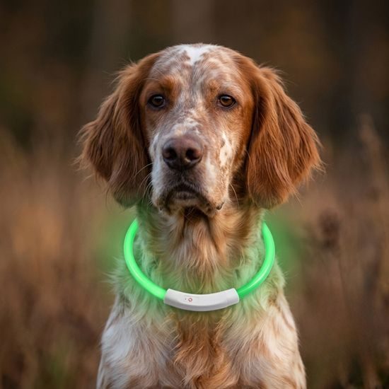 Collar luminoso Reedog Full Light USB recargable para perros y gatos