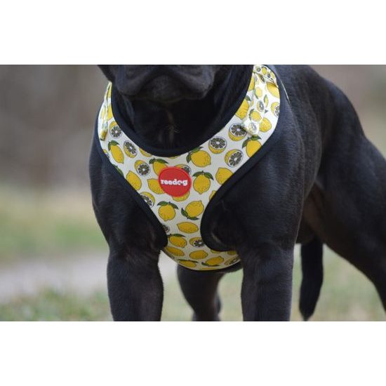 Szelki Reedog LEMON