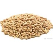 PŠENICE ŠROT 50 KG - OBILOVINY{% if kategorie.adresa_nazvy[0] != zbozi.kategorie.nazev %} - KRMIVA{% endif %}