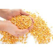 KUKUŘIČNÝ ŠROT 25 KG - OBILOVINY{% if kategorie.adresa_nazvy[0] != zbozi.kategorie.nazev %} - KRMIVA{% endif %}