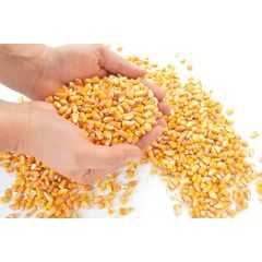 kukuřičný šrot 25 kg