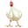 Krmiva pro brojlery