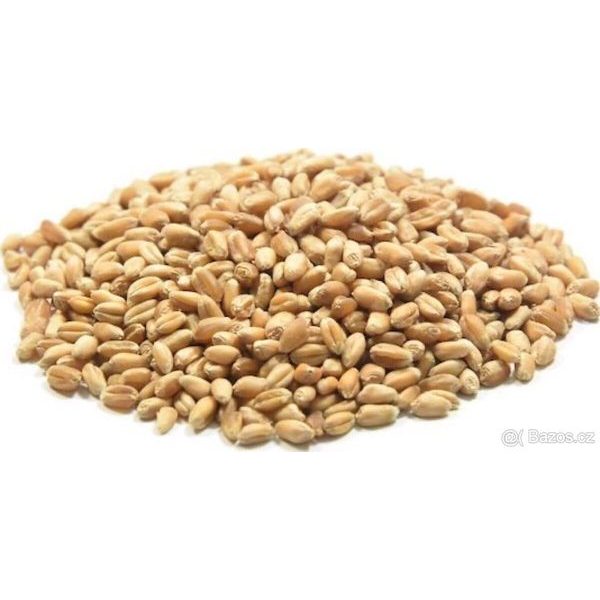 PŠENICE ŠROT 50 KG - OBILOVINY{% if zbozi.kategorie.adresa_nazvy[0] != zbozi.kategorie.nazev %} - KRMIVA{% endif %}