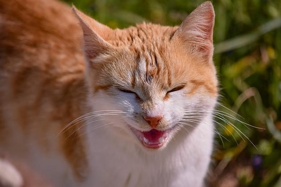 Proč kočky mňoukají? | HECHT