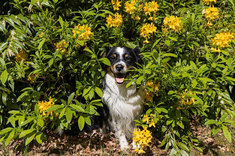 Pes a zahrada: Jak psa zabavit a zabránit ničení zahrady | HECHT