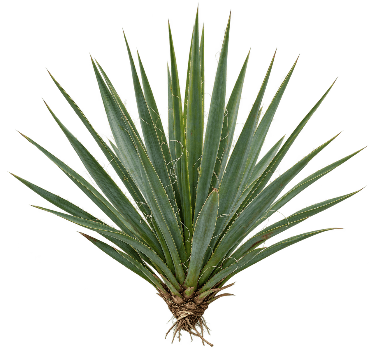 Yucca schidigera