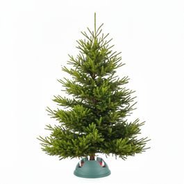 Jedle kavkazská Standard M