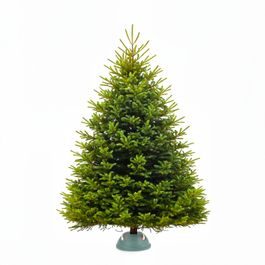 Jedle kavkazská Exclusive XXL