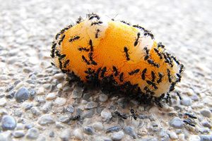 Jak se zbavit mravenců?