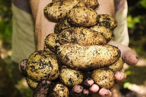 Jak pěstovat brambory na omezeném prostoru?