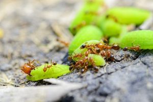 Kdy a jak se zbavit mravenců?