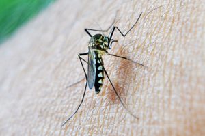 Zbavte se komárů bez chemie