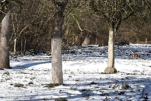 Proč se stromy v zimě natírají bílou barvou?