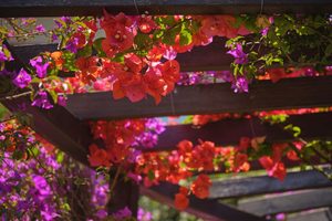 Krása a praktičnost: Popínavé rostliny - Krásné květy a snadná údržba