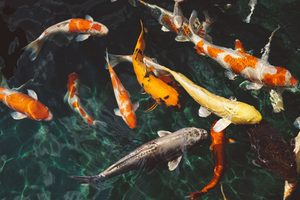 Jak přezimovat ryby v jezírku?