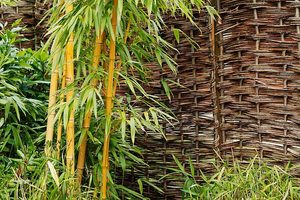 Bambus – stále zelený živý plot