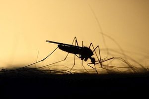 Jak vyzrát na komáry