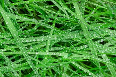 Jak sekat trávu, když pořád prší?