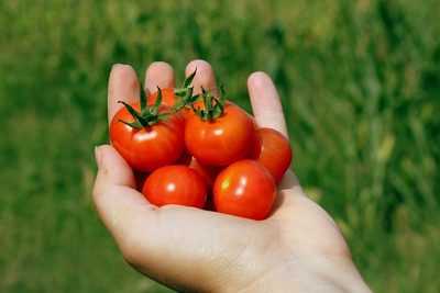 Proč praskají rajčata?