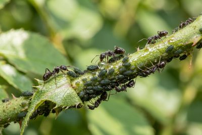 Jak se zbavit mšic: účinné tipy pro zdravé rostliny