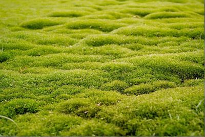 Jak se zbavit mechu v trávníku a vrátit mu zdravý vzhled