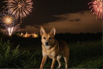 Novoroční ohňostroje: Smutné statistiky pro zvířata