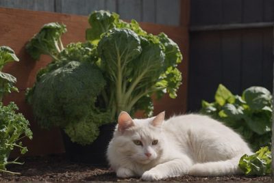 Jak zabránit kočkám v devastování zahrady