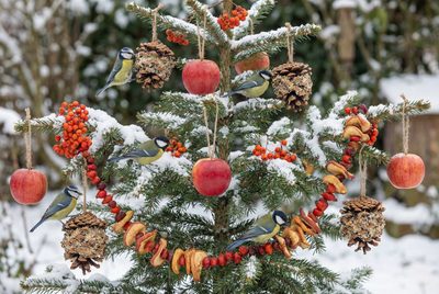Štědrý den nepatří jen nám: Jak vystrojit vánoční hostinu pro ptáčky a (možná) ježky