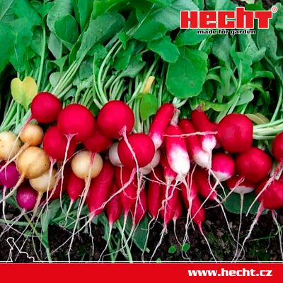 Jak na výsev ředkviček?