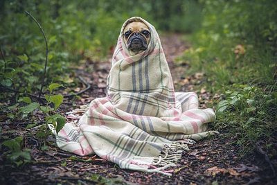 Jak chránit psa před klíšťaty