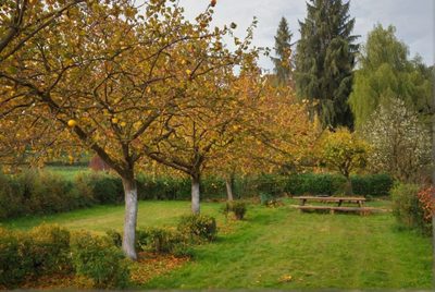 Proč je vhodné natřít na podzim stromy vápnem?