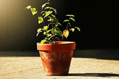 Zima je ideální období pro množení některých dřevin