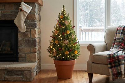 Vánoční past v květináči: Proč si domů rozhodně nepořizovat smrk sivý